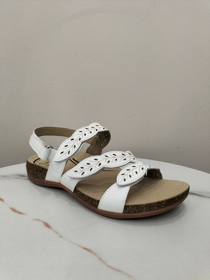 Scholl Able